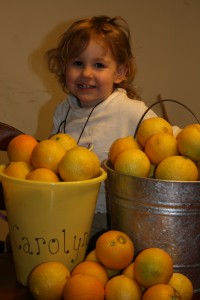 Lemons from tree 09 003