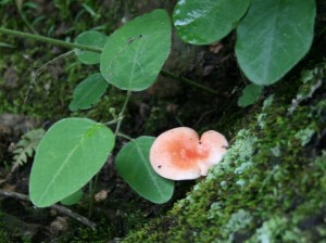 Wild Mushroom