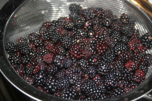 A few of the dewberries we picked.